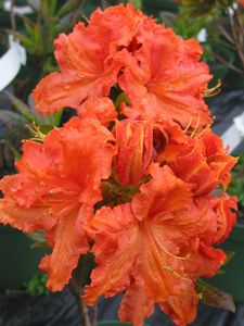 Azalea Copper Frills